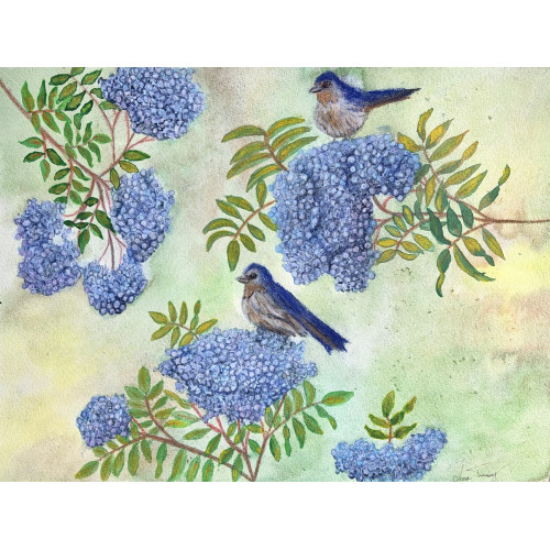 Elderberries Original Watercolor
