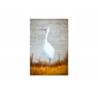 White Heron